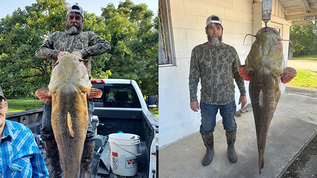 Man catches massive, record-breaking flathead catfish at Pine Creek ...