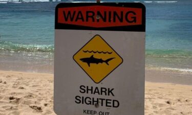 Shark warning signs have been posted at Magic Island