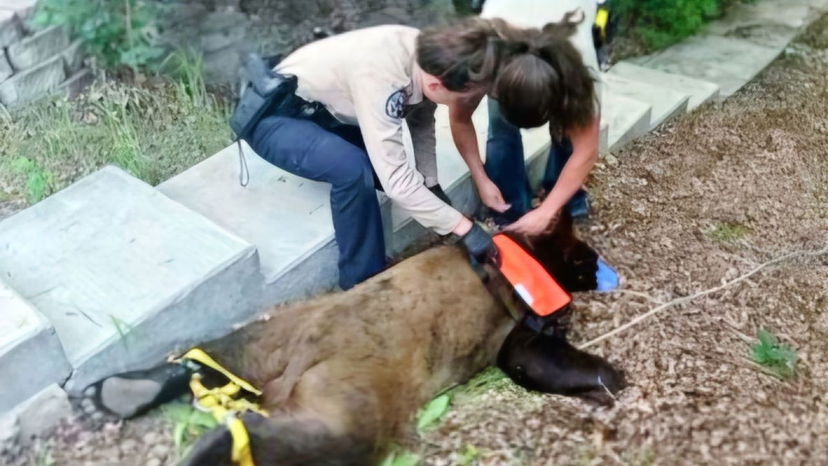 Bear caught on eastern edge of Colorado Springs | KRDO