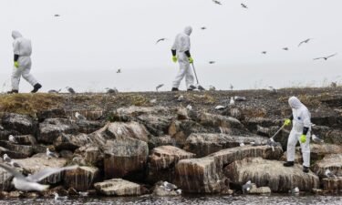 Dead birds are collected in July 2023 along the coast in the Vadso municipality of Finnmark in Norway following a major outbreak of bird flu.