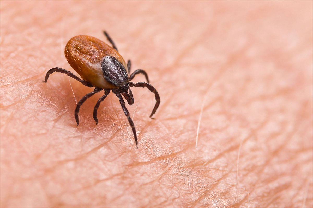<i>Ladislav Kubeš/iStockphoto/Getty Images via CNN Newsource</i><br/>Insects can be carriers of diseases like Lyme and West Nile virus.