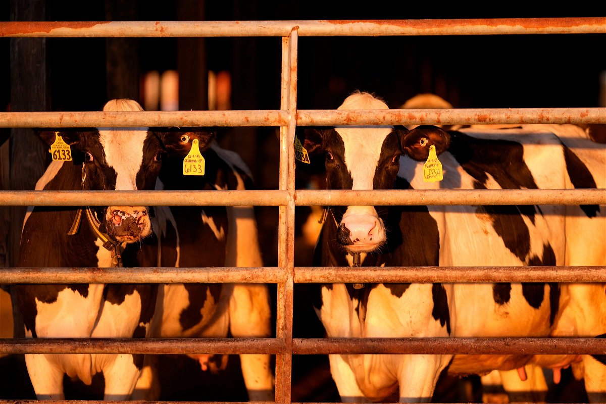 As of June 6, 81 dairy herds with infected cows have been identified across nine states.