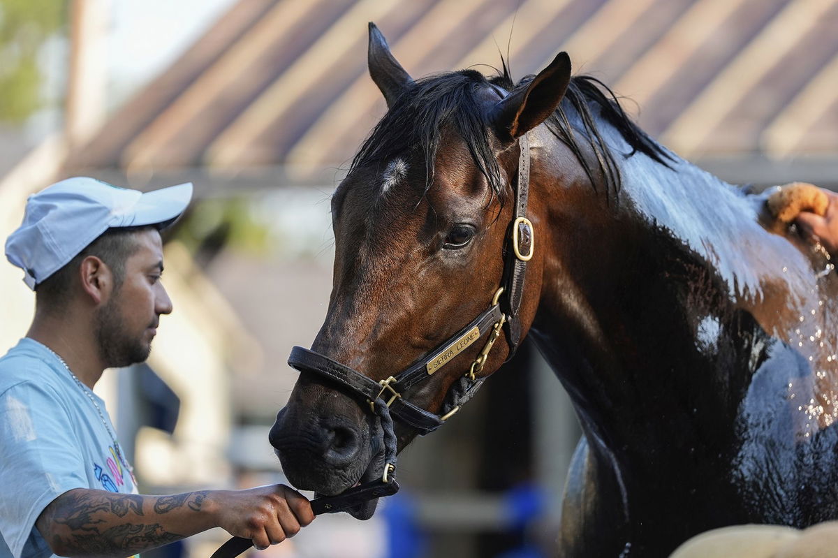 <i>Julia Nikhinson/AP via CNN Newsource</i><br/>Sierra Leone is the pre-race favorite ahead of this year's Belmont Stakes.