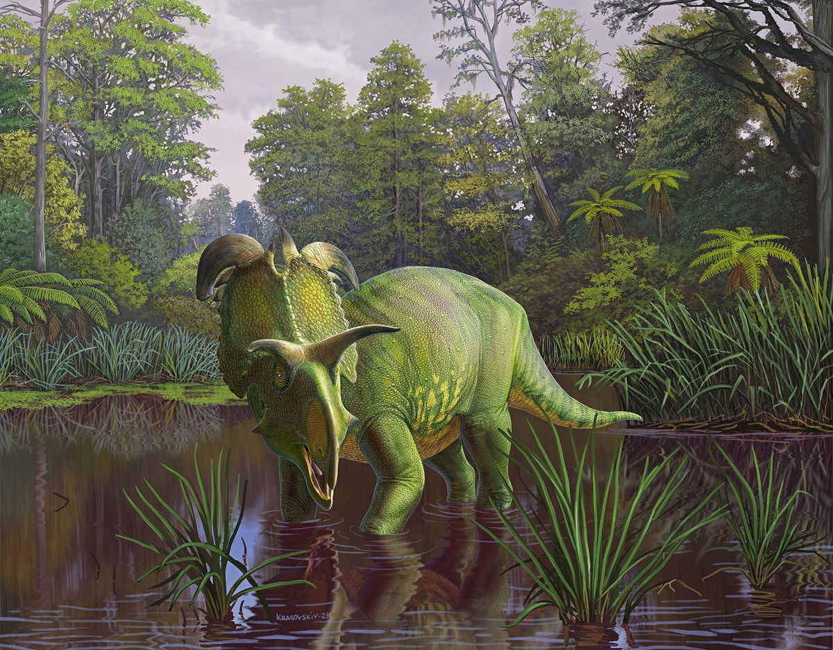 A reconstruction shows the newly named dinosaur species Lokiceratops rangiformis in a swamp habitat of what's now Montana. The dinosaur lived about 78 million years ago.
