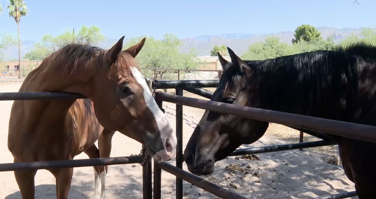 <i>KGUN via CNN Newsource</i><br/>A horse died due to the overwhelming stress caused by nearby fireworks during the holiday