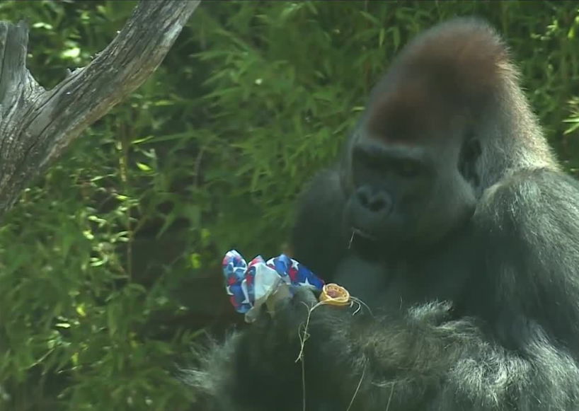 <i>KOCO via CNN Newsource</i><br/>Some of the  Oklahoma City Zoo's wildlife enjoying bubble baths