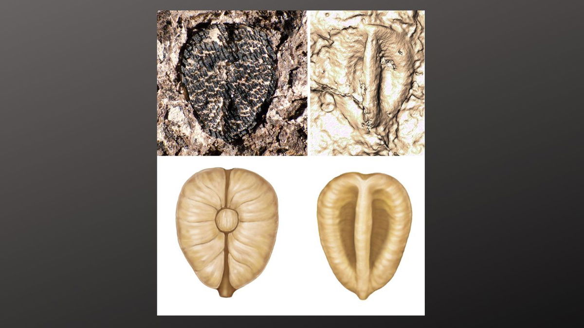 Fossil images (top) and artist reconstructions (bottom) show Lithouva, the earliest fossil grape from the Western Hemisphere found in Colombia, dated to 60 million years ago.
