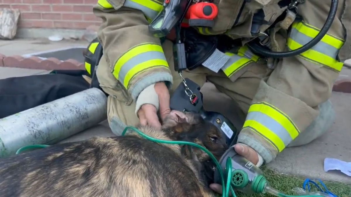 One of the dogs being treated for smoke inhalation