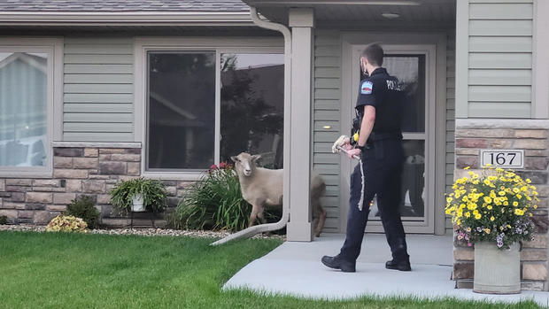 <i>WCCO via CNN Newsource</i><br/>The Zumbrota Police Department shared video of two of its officers trying to capture a sheep in a residential neighborhood.