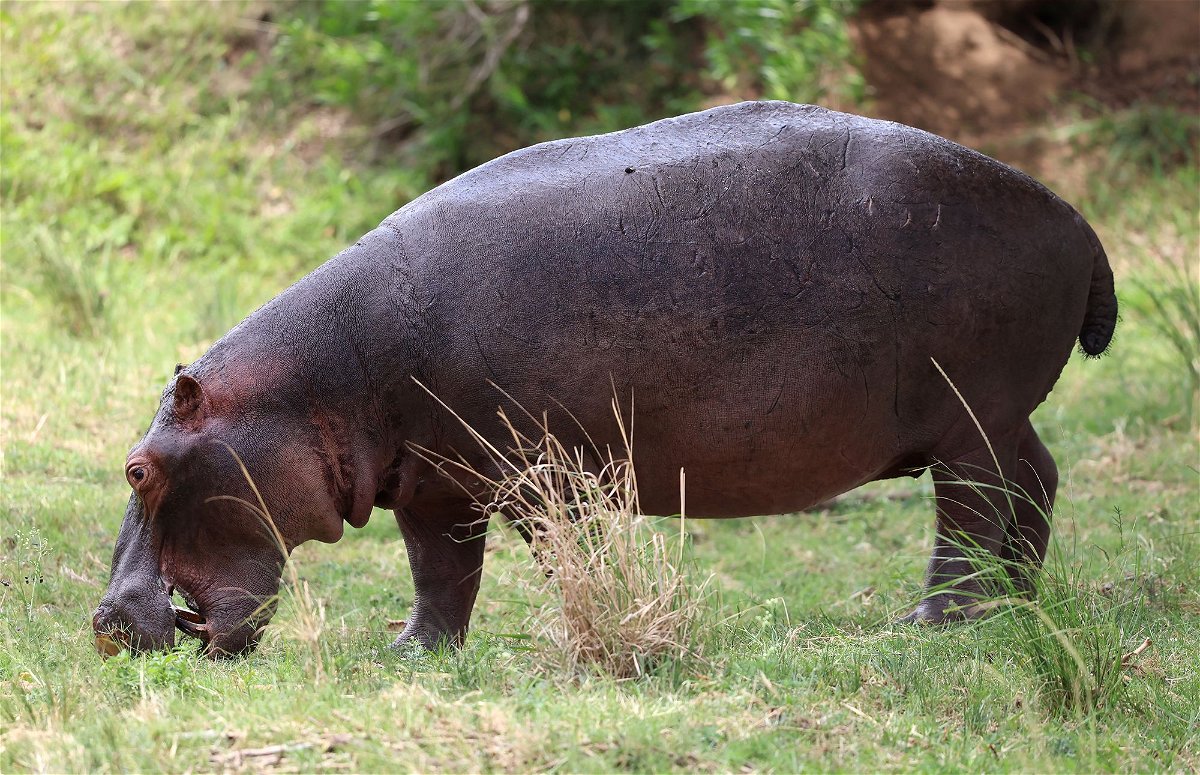 <i>Warren Little/Getty Images via CNN Newsource</i><br />Researchers found that all four of a hippo's limbs leave the ground when they trot at high speeds.