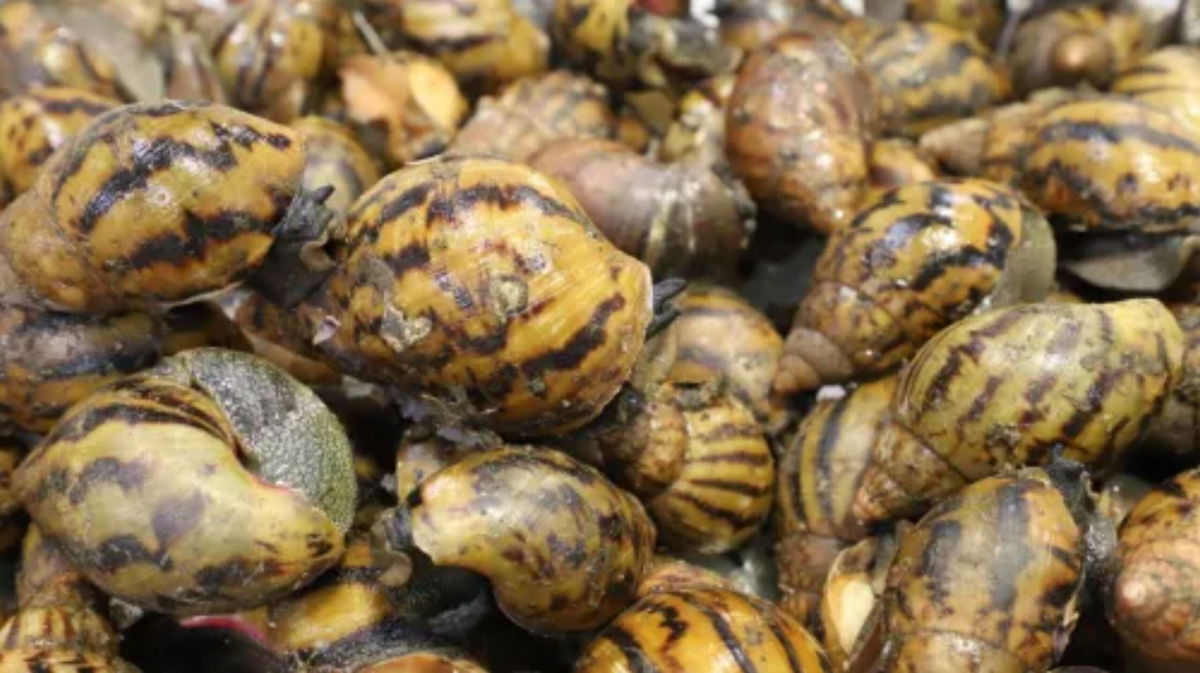 The live snails were discovered by US Customs and Border Protection at Detroit Metropolitan Airport after a passenger arrived from Ghana.