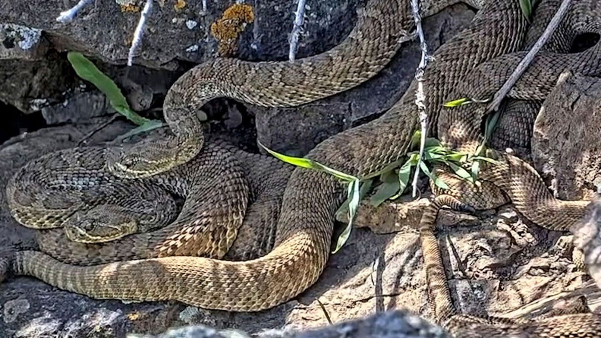 <i>Project RattleCam/AP via CNN Newsource</i><br />The live stream on RattleCam.org allows viewers to watch hundreds of rattlesnakes inside one den.