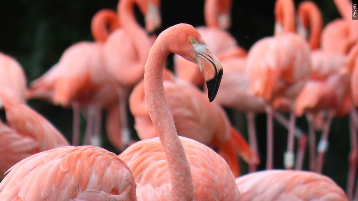 A flamboyance of flamingoes