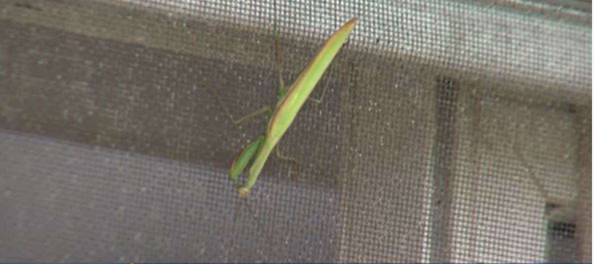 <i>WDJT via CNN Newsource</i><br/>A Praying Mantis gives a Kenosha family peace after the loss of a beloved UWM student.