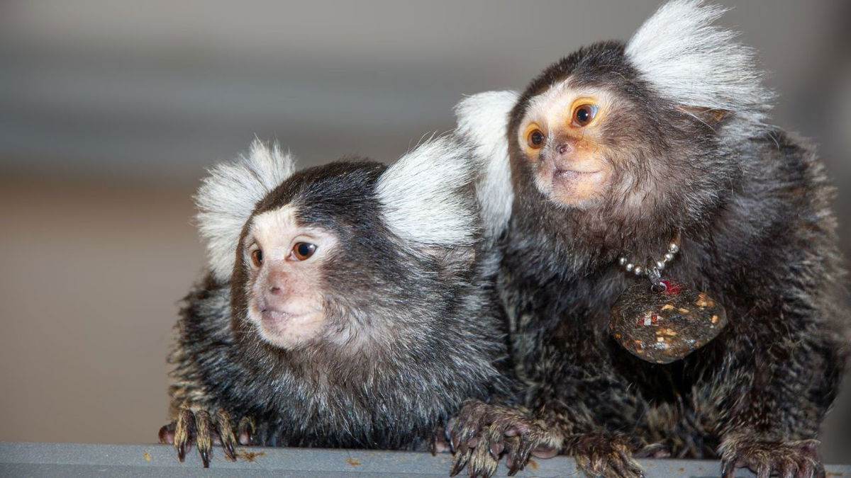 Marmosets were found to have names for each other in a new scientific study.
