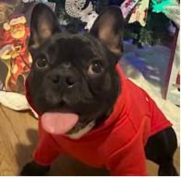 <i>WBZ via CNN Newsource</i><br/>Jose Gudiel holds an American micro bully puppy that looks similar to the two that were stolen from his home in Bellingham.