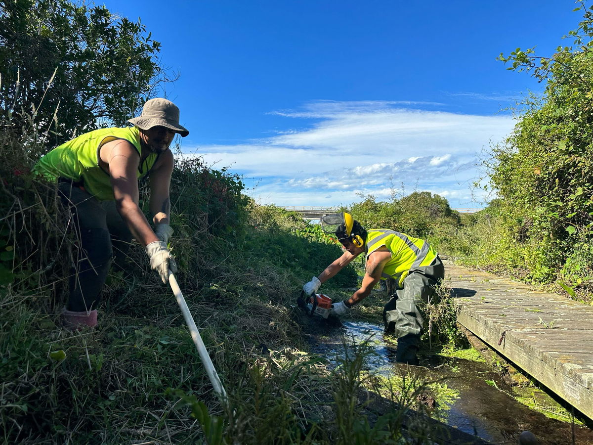 <i>Alaa Elassar/CNN via CNN Newsource</i><br/>Justin Parkin-Rae pulls weeds from around native trees that Māori tribes planted by Oaro River.