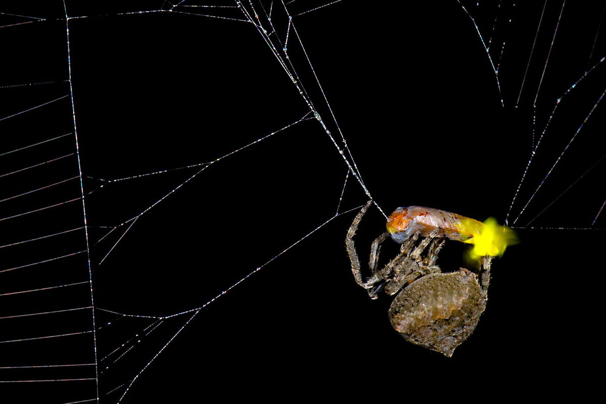 <i>Xinhua Fu via CNN Newsource</i><br />An orb-weaving spider is shown here with two ensnared male fireflies.