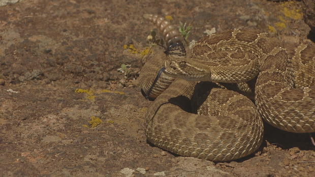 <i>KCNC via CNN Newsource</i><br />An image from CBS Colorado's report earlier this year about rattlesnake activity in Jefferson County.