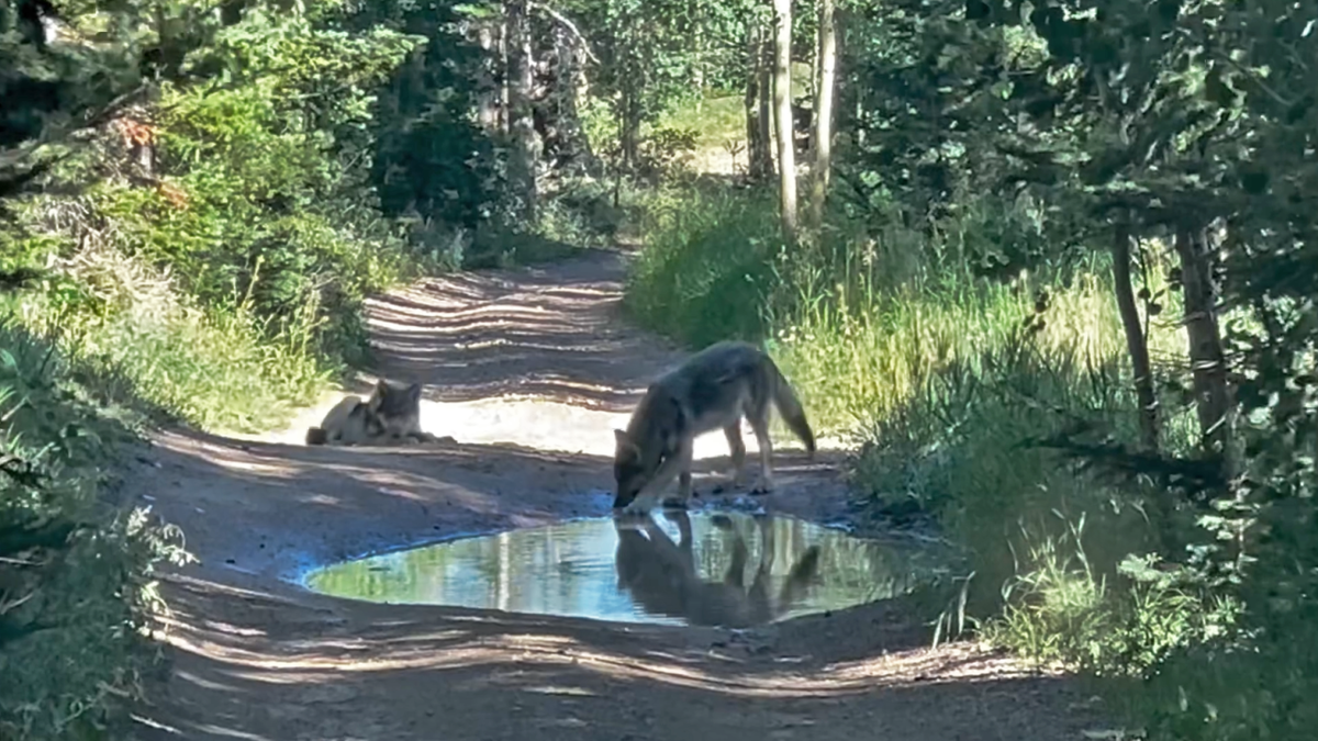 Three wolf pups from the Copper Creek pack were recently captured on camera playing in a puddle in August 2024, 