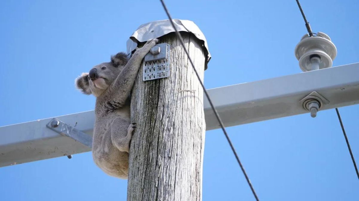 A koala is seen on top of a power pole in Tarragindi, Brisbane, August 6, 2024. Max/Save the Koalas and Wallabies of White's Hill