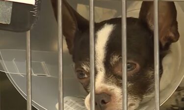 Veterinarians in Kansas City want pet owners to take action following the appearance of a disease that can be fatal for animals.