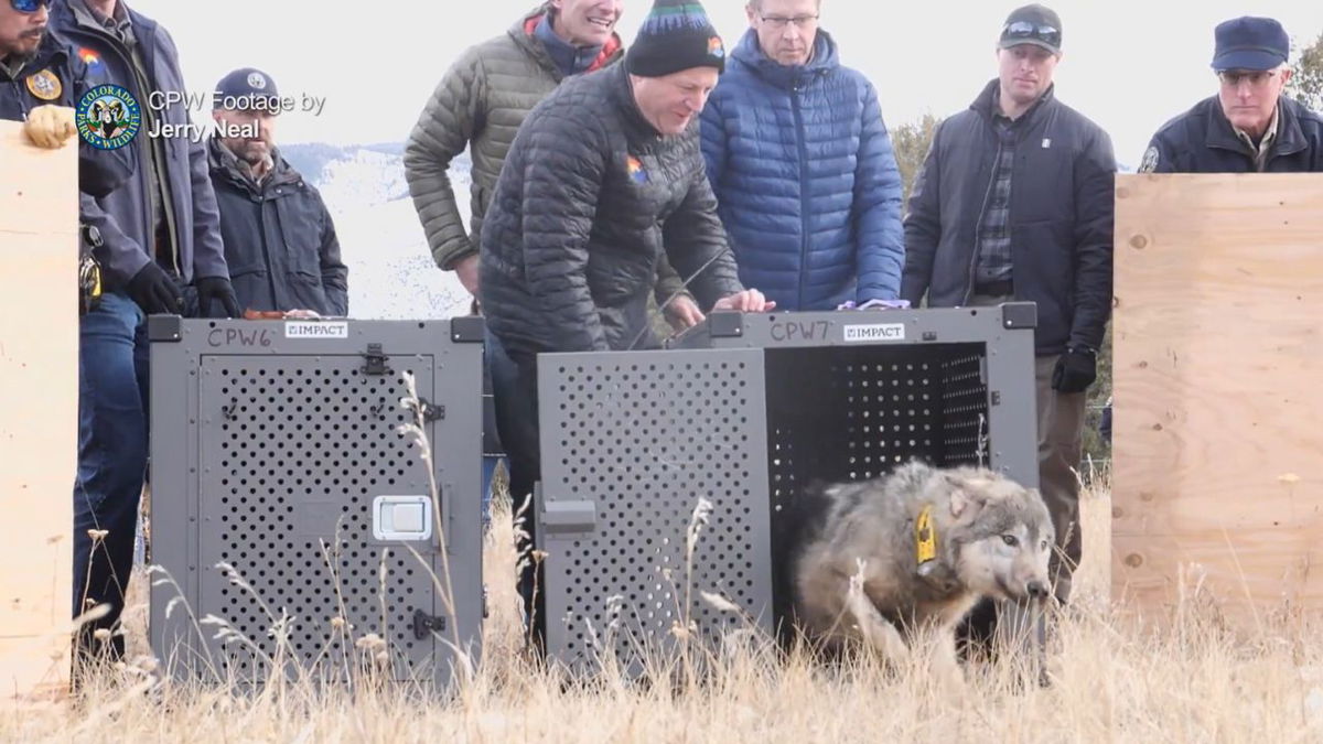 Colorado Gov. Jared Polis watches as wolves are released in Grand County in Dec. 2023