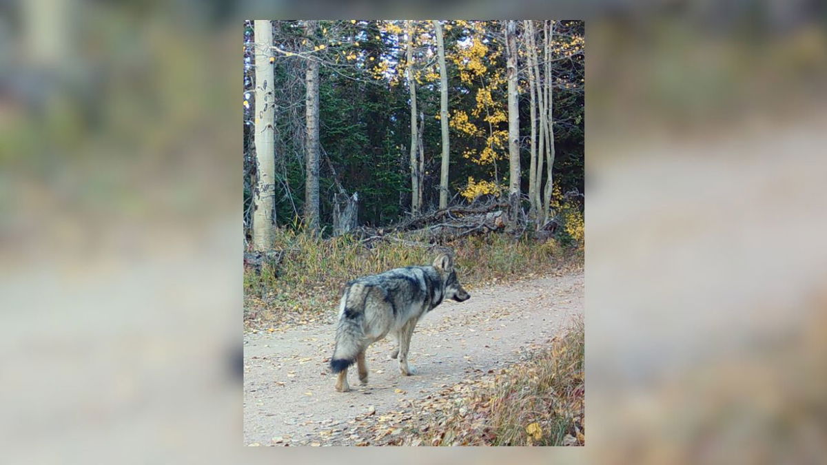 Trail cam photo of what is believed to be the 5th pup in the Copper Creek pack