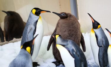 Pesto is pictured socializing with the other penguins in his colony.