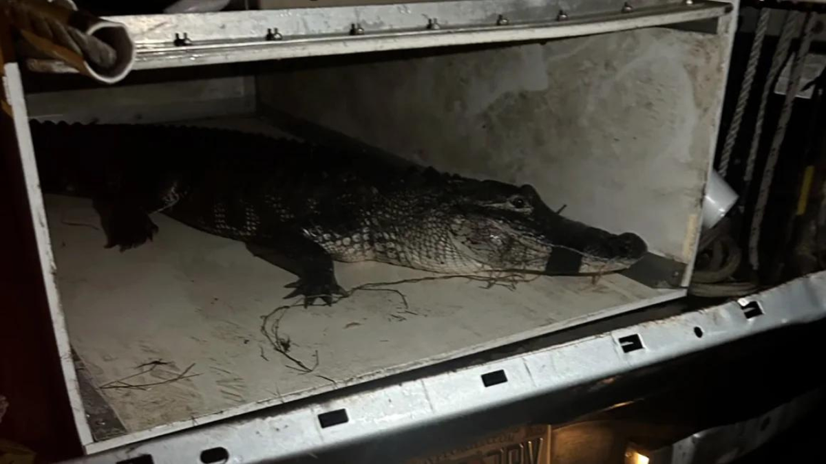 The alligator authorities say bit an 84-year-old woman in Florida on September 5 is pictured after it was captured. WINK/Lee County Sheriff's Office/Florida Fish and Wildlife