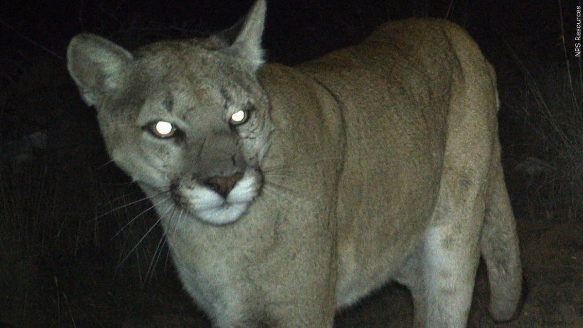 Image of a mountain lion from the National Park Service