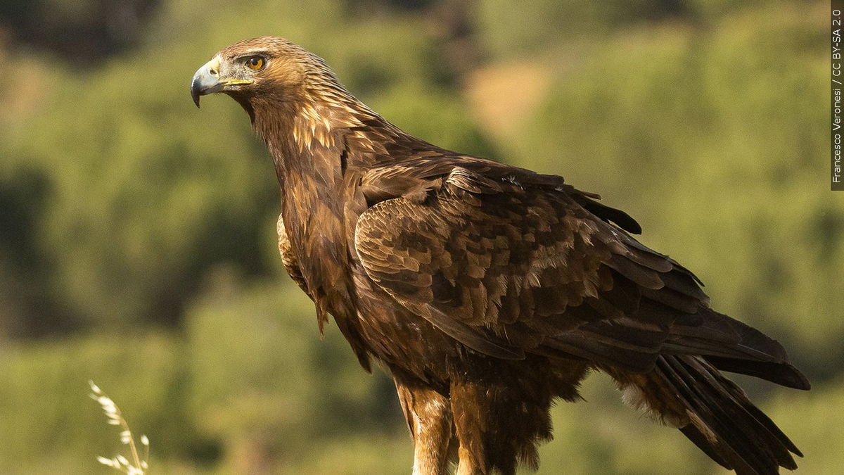 Golden Eagle