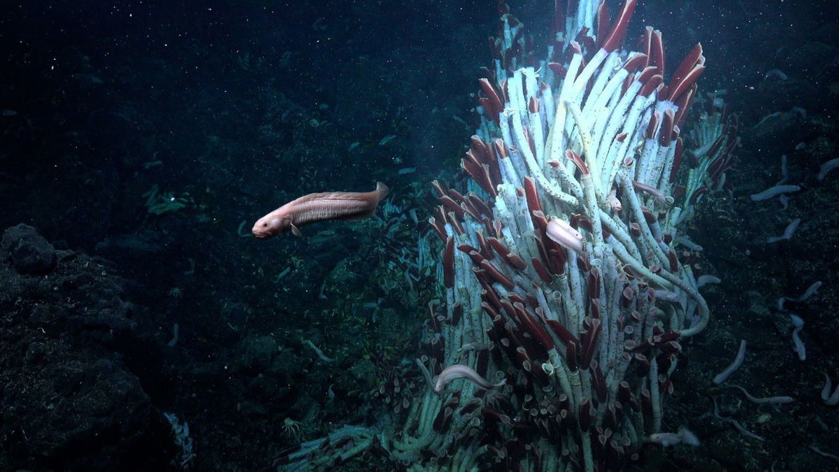 An eelpout swims by a tower of tube worms at the Tica Vent, a hydrothermal vent site on the East Pacific Rise.
