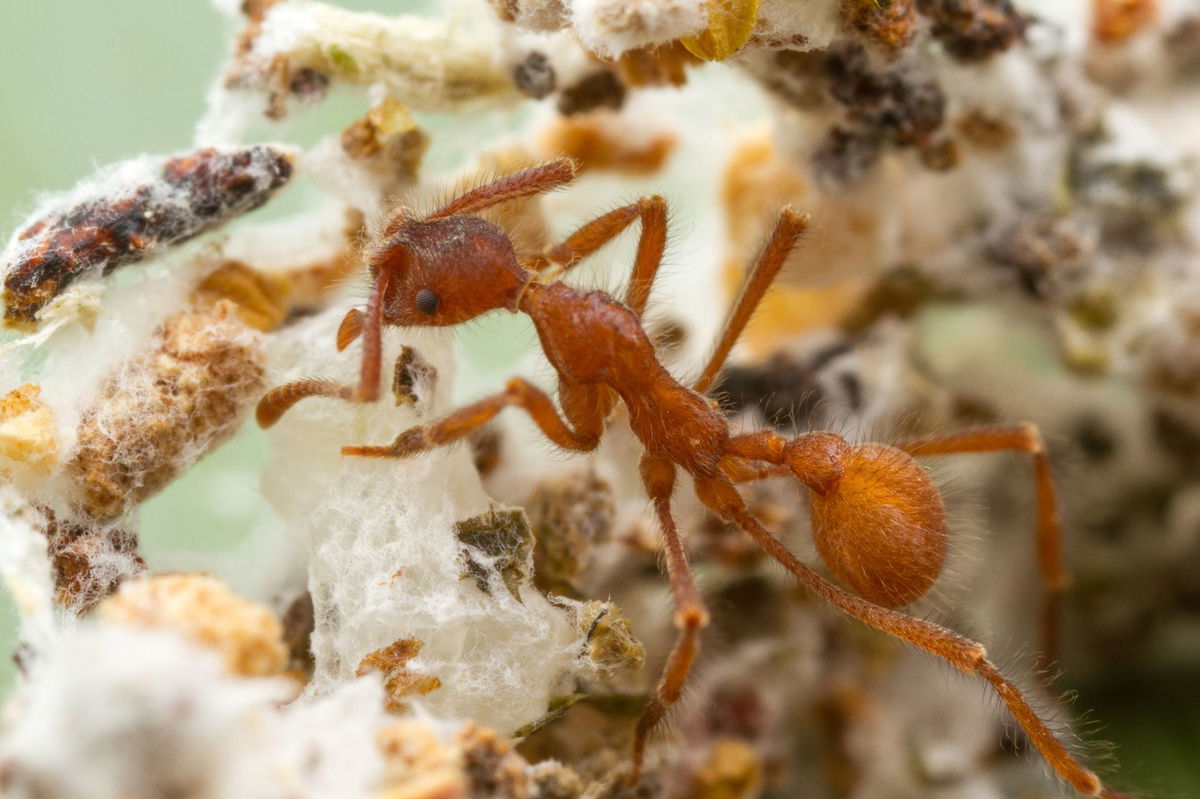 <i>Alex Wild via CNN Newsource</i><br/>A worker of the fungus-farming ant species Apterostigma collare from Costa Rica appears in a fungus garden. Shared evolutionary history seems to have benefited both ants and fungi