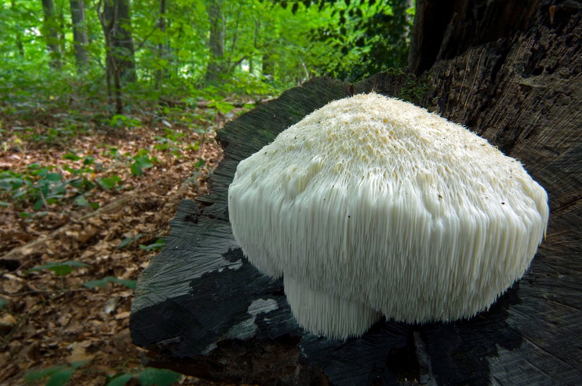 <i>farmer images/Moment Open/Getty Images via CNN Newsource</i><br/>Cultivated Mushrooms are pictured. Shrooms