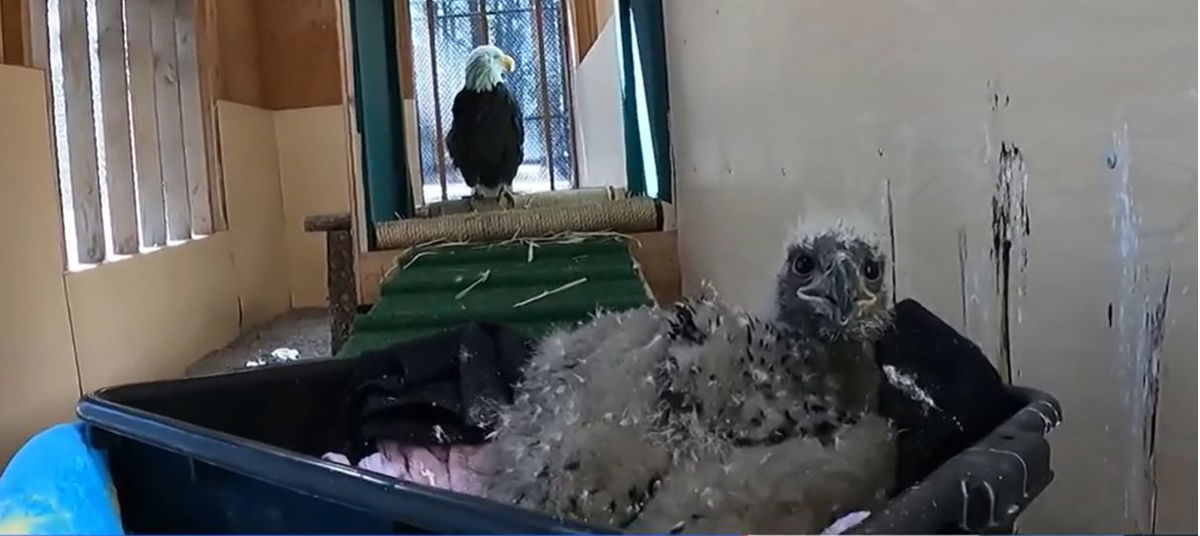 <i>KCRA via CNN Newsource</i><br/>A bald eaglet under the care of Lake Tahoe Wildlife Care died after being attacked by a pack of coyotes that breached the facility.