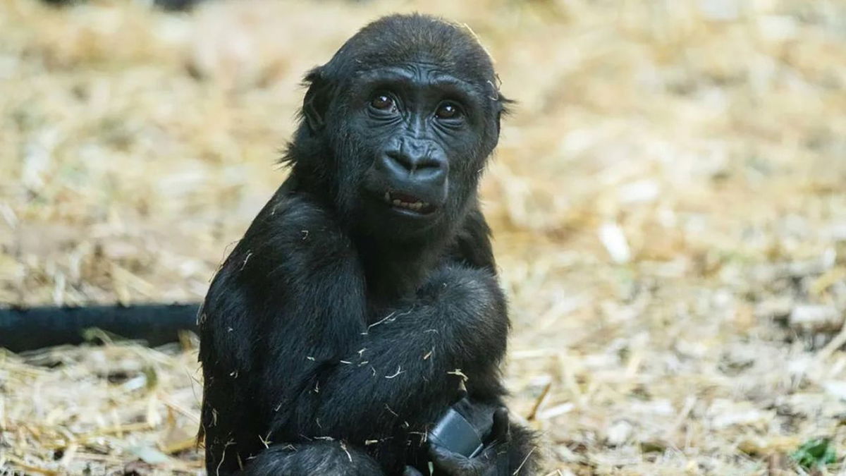 The death of this gorilla has prompted Calgary Zoo to implement new preventive measures. From The Calgary Zoo