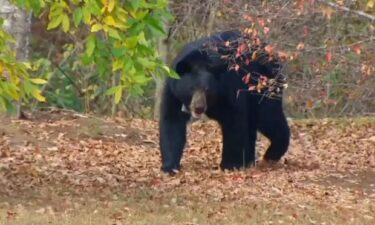 As Helene recovery efforts collide with the time of year when bear sightings increase