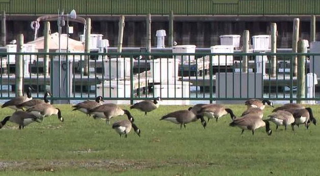 <i>WISN via CNN Newsource</i><br/>The unusually warm fall is causing some migratory birds to extend their summer vacation in southeast Wisconsin rather than beginning their journey south as they typically would by now.