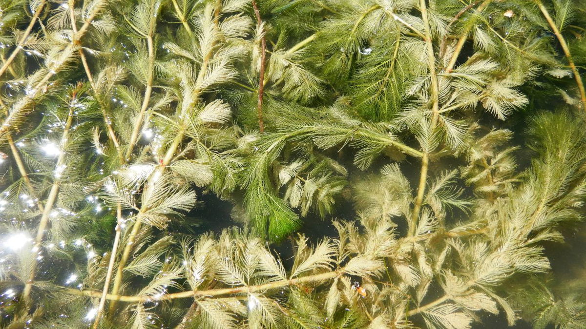 Invasive Eurasian watermilfoil