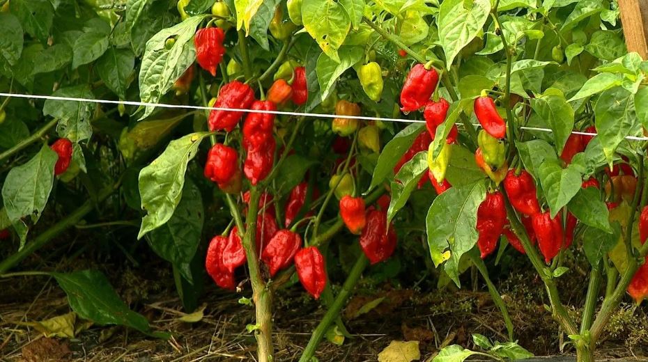 Unique farm grows some of the world's spiciest chili peppers | KRDO