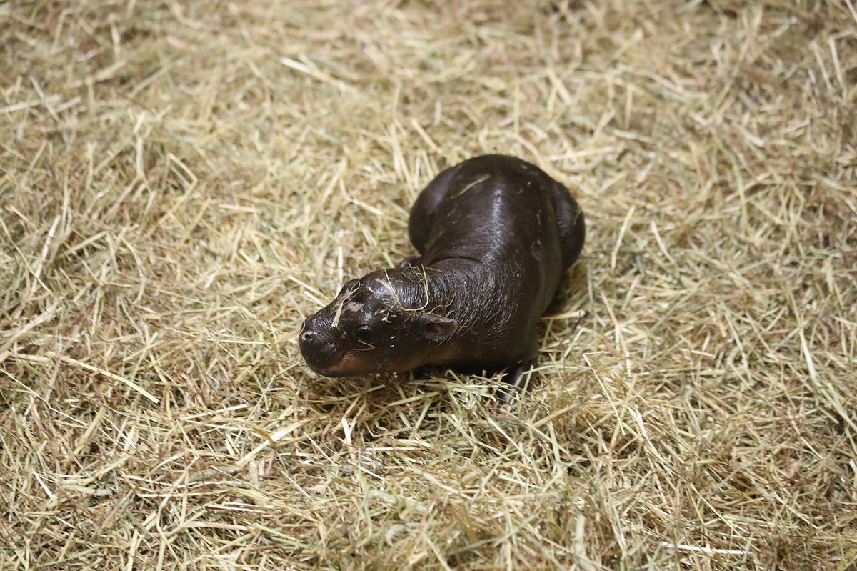 <i>RZSS via CNN Newsource</i><br/>Haggis the pygmy hippo was born at Edinburgh Zoo on October 30.