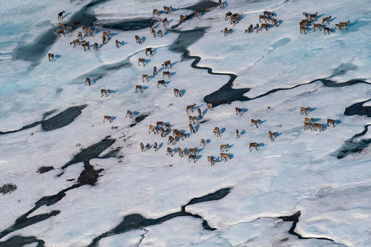 <i>Carolyn Van Houten/The Washington Post via Getty Images via CNN Newsource</i><br/>Caribou gather in the Arctic National Wildlife Refuge in Alaska in June.