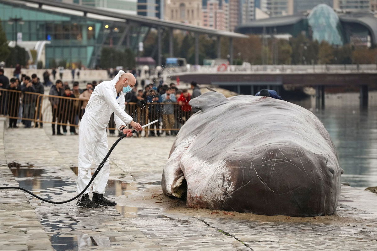 <i>Aziz Karimov/Reuters via CNN Newsource</i><br/>Thousands have gathered to see the beached whale installation