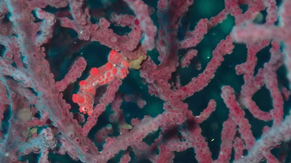 <i>Chloé J.L. Fourreau/Proceedings of the Royal Society B via CNN Newsource</i><br/>Shown above is a close-up of a coral branch