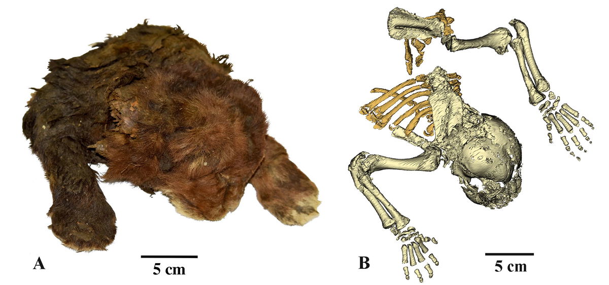 <i>courtesy Prof. Alexey V. Lopatin via CNN Newsource</i><br/>Images highlight the differences in external appearance of the heads of two 3-week-old cub specimens — the mummified Homotherium latidens (sabre-toothed cat) at the top and Panthera leo (modern lion) below.