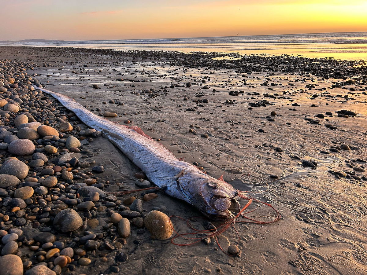 <i>Courtesy Alison Laferriere/Scripps Institution of Oceanography via CNN Newsource</i><br/>A washed-up oarfish