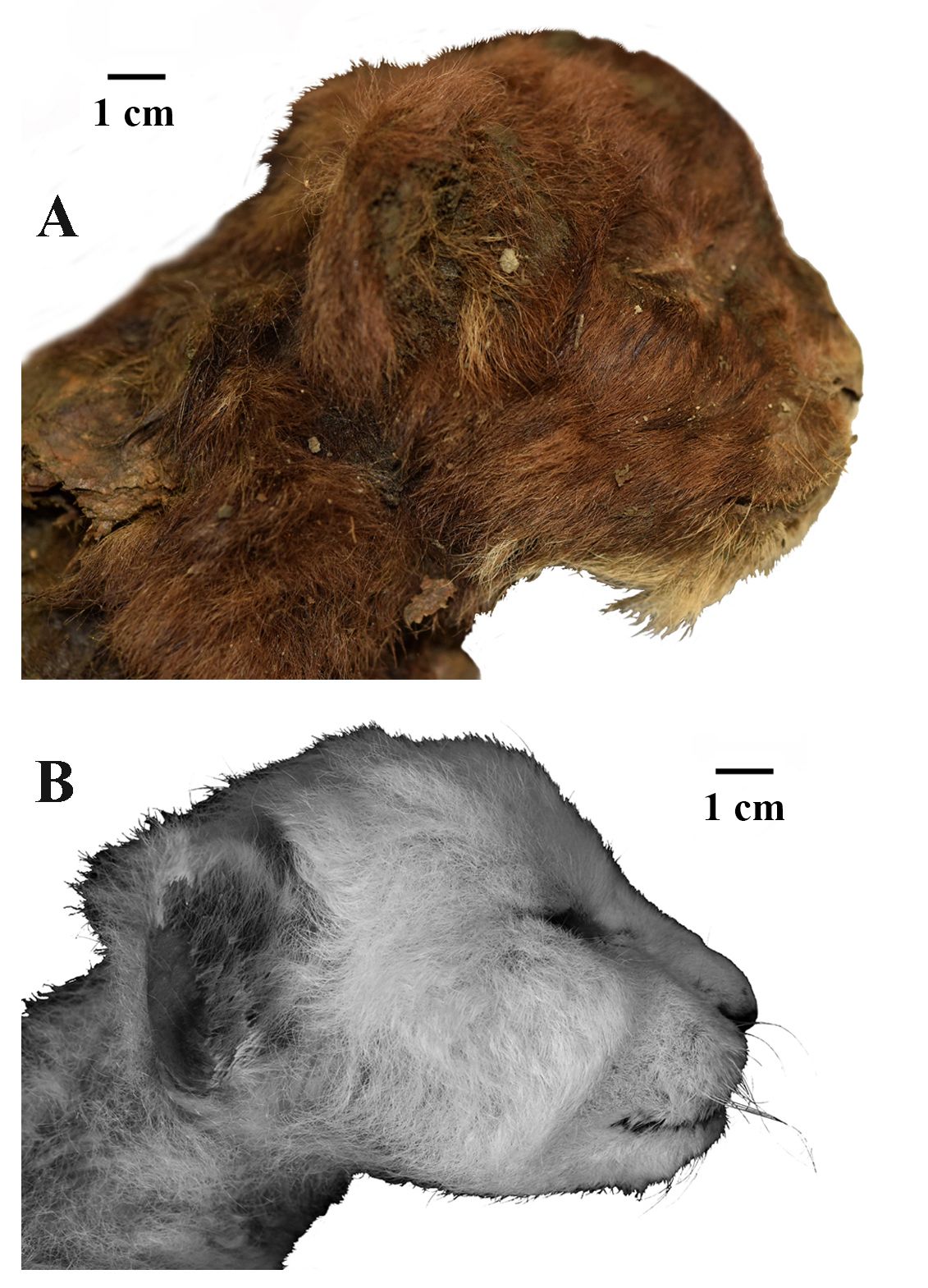 <i>Courtesy Prof. Alexey V. Lopatin via CNN Newsource</i><br/>Scientists compared the mummified saber-toothed baby cat (top) with a modern lion cub (bottom).