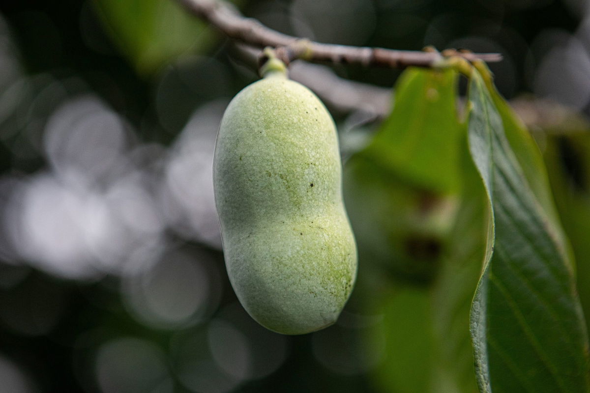 <i>Edwin Remsberg/VWPics/AP via CNN Newsource</i><br/>Beach plums are harvested in Federalsburg