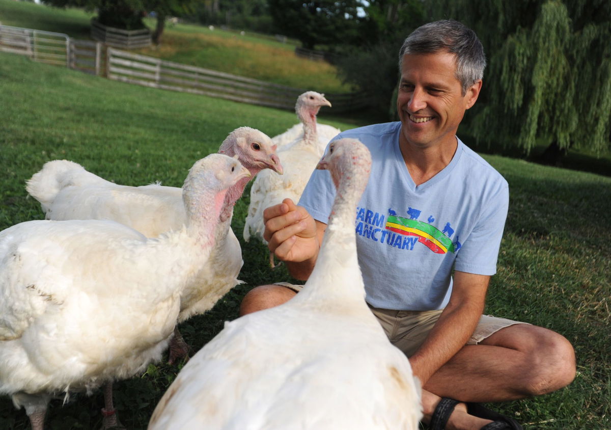 <i>Farm Sanctuary via CNN Newsource</i><br/>The turkeys at Farm Sanctuary eagerly await their special meal in Watkins Glen